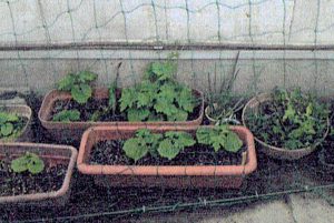 沖縄生まれのゴーヤの種をまいたら、見事に芽を出してくれました